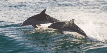 Kitty Hawk Kites, Dolphins & Lunch