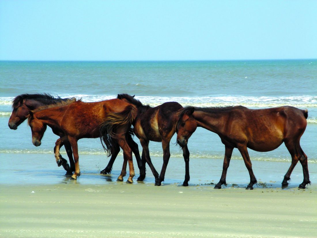 Bob S Wild Horse Tours Corolla Nc Bob S Wild Horse Tours Corolla Nc