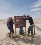 Corolla Wild Horse Fund photo
