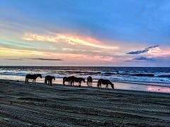 Back Country Wild Horse Safari photo