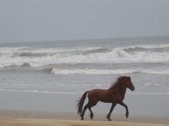 Corolla Wild Horse Fund photo