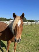 Corolla Wild Horse Fund photo