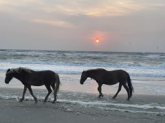Corolla Wild Horse Fund photo