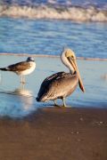 The Northern Outer Banks | Outer Banks photo
