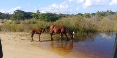 Back Beach Wild Horse Tours photo