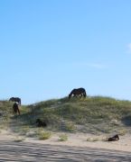 The Northern Outer Banks | Outer Banks photo