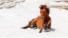 Wild Horse Adventure Tours photo