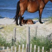 Corolla Wild Horse Tours photo