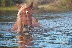 Back Country Wild Horse Safari photo