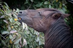 Back Country Wild Horse Safari photo