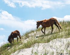 Back Beach Wild Horse Tours photo