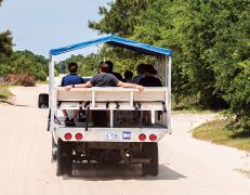 Back Beach Wild Horse Tours photo