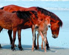 Corolla Wild Horse Museum