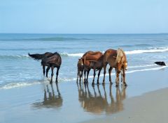 Corolla wild horses by the ocean
