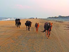 Corolla wild horses on the beach