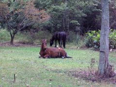 See the Corolla wild horses with Bob's Wild Horse Tours