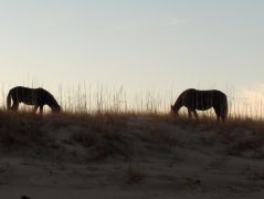 See the Corolla wild horses with Bob's Wild Horse Tours