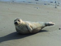 Seal sighting with Bob's Wild Horse Tours