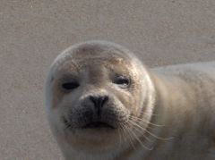 Seal sighting with Bob's Wild Horse Tours