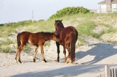 Wild horses on the beach in Corolla
