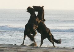 Corolla wild horses