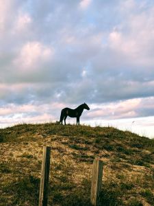 Back Country Wild Horse Safari photo