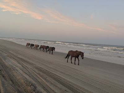 Back Country Wild Horse Safari photo