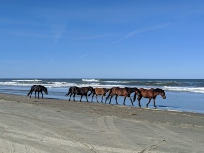 Back Country Wild Horse Safari photo