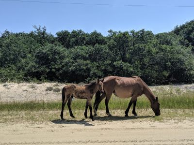 Back Country Wild Horse Safari photo