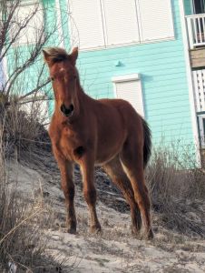 Corolla Wild Horse Fund photo