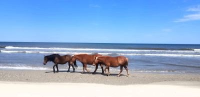 Back Country Wild Horse Safari photo