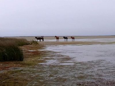 Corolla Wild Horse Fund photo