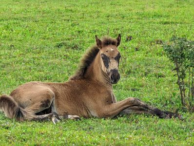 Corolla Wild Horse Tours photo
