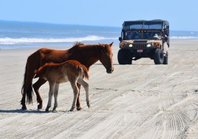 Wild Horse Adventure Tours photo
