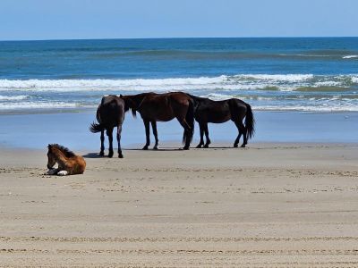 Corolla Wild Horse Tours photo