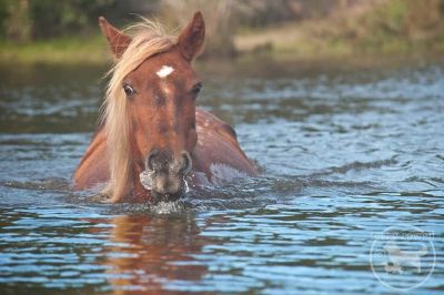 Back Country Wild Horse Safari photo
