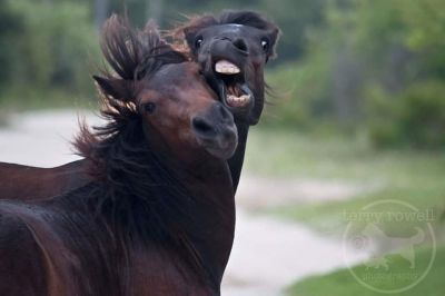 Back Country Wild Horse Safari photo