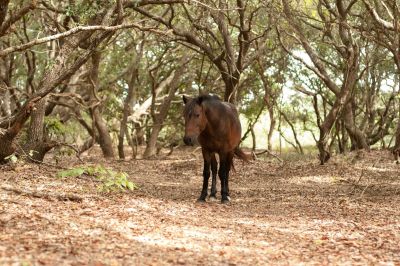Back Country Wild Horse Safari photo