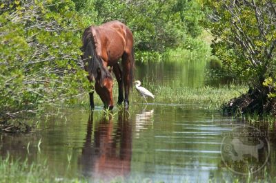 Back Country Wild Horse Safari photo