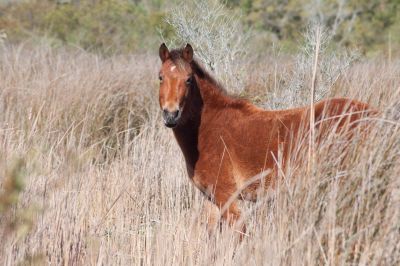 Back Country Wild Horse Safari photo