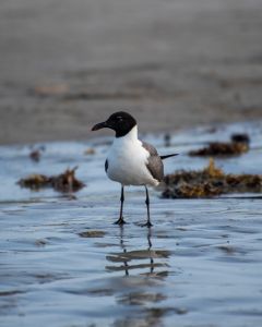Kitty Hawk Kites photo