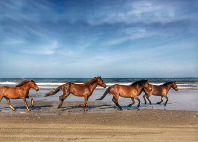 Corolla Wild Horse Fund photo