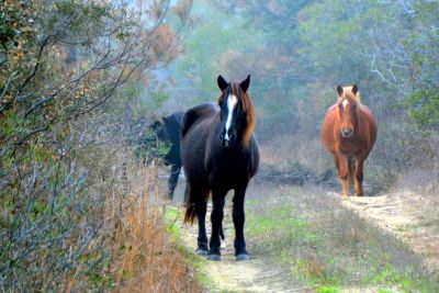 Corolla Wild Horse Fund photo