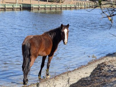 Corolla Wild Horse Fund photo