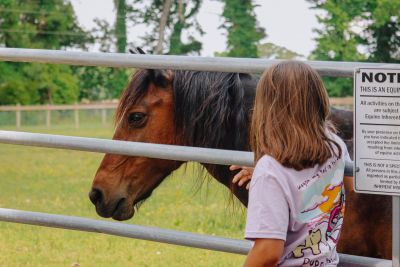 Corolla Wild Horse Fund photo