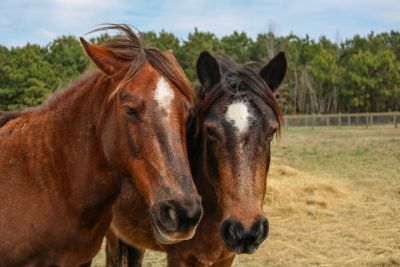 Corolla Wild Horse Fund photo