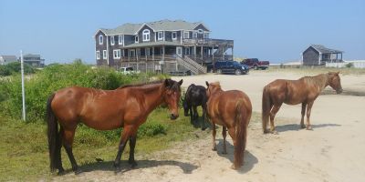 Corolla Wild Horse Tours photo