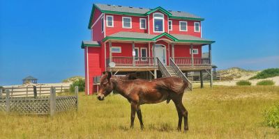 Corolla Wild Horse Tours photo