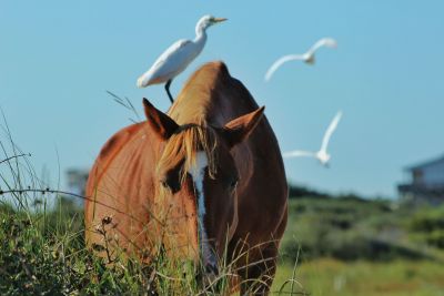 Corolla Wild Horse Tours photo