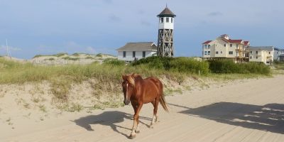 Corolla Wild Horse Tours photo